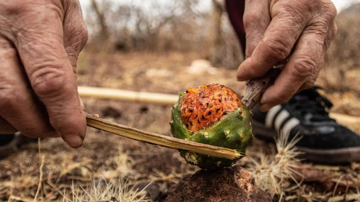 Recolección de pitaya